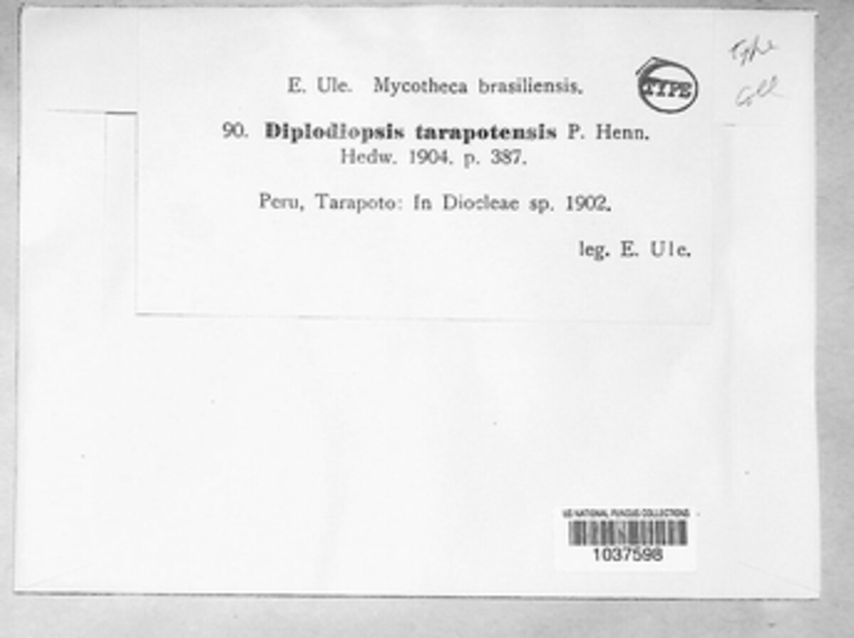 Diplodiopsis tarapotensis image